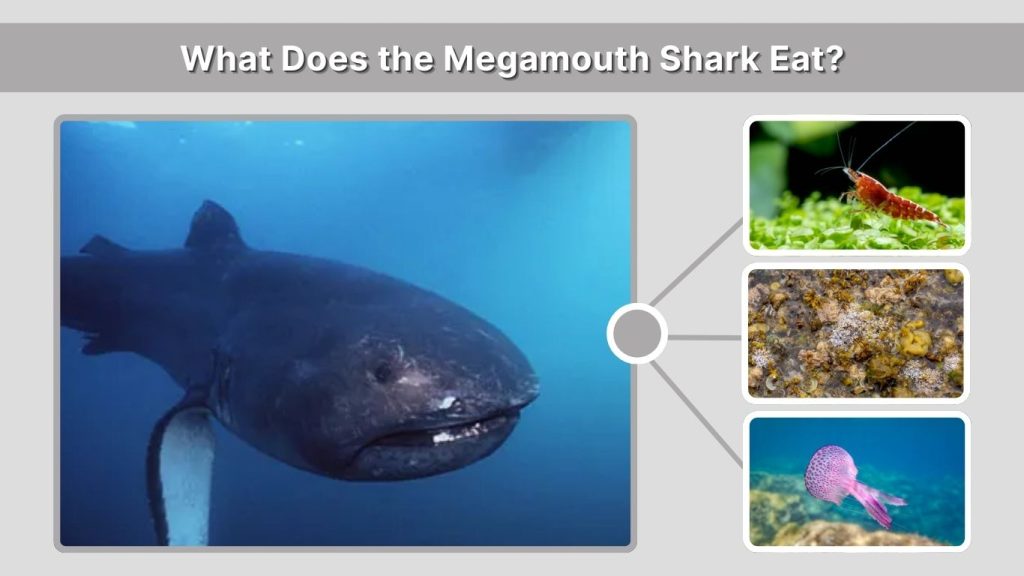 What Does the Megamouth Shark Eat?