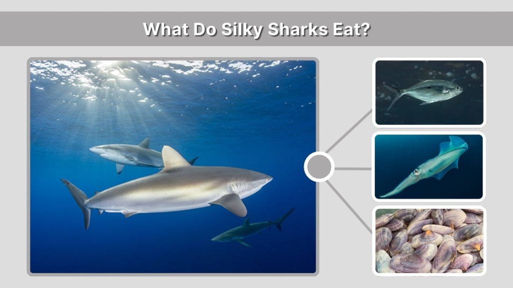 What Do Silky Sharks Eat?