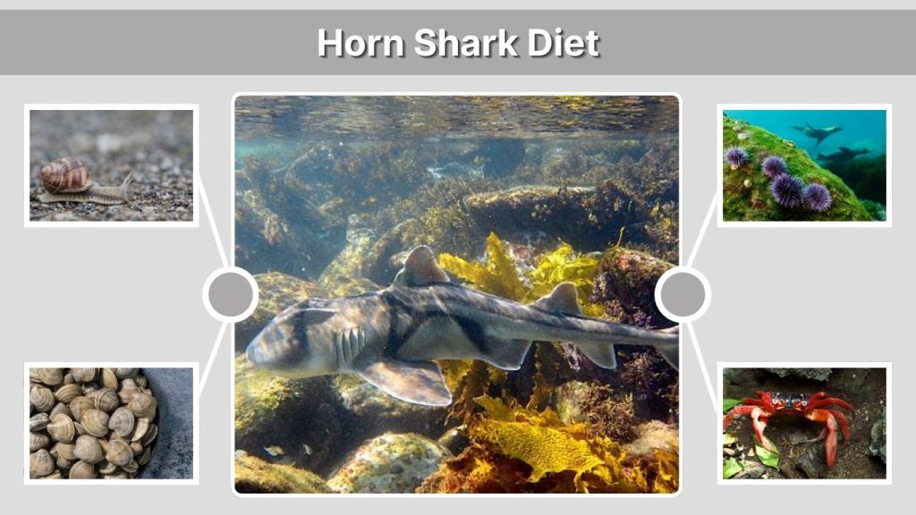 Horn Shark Diet