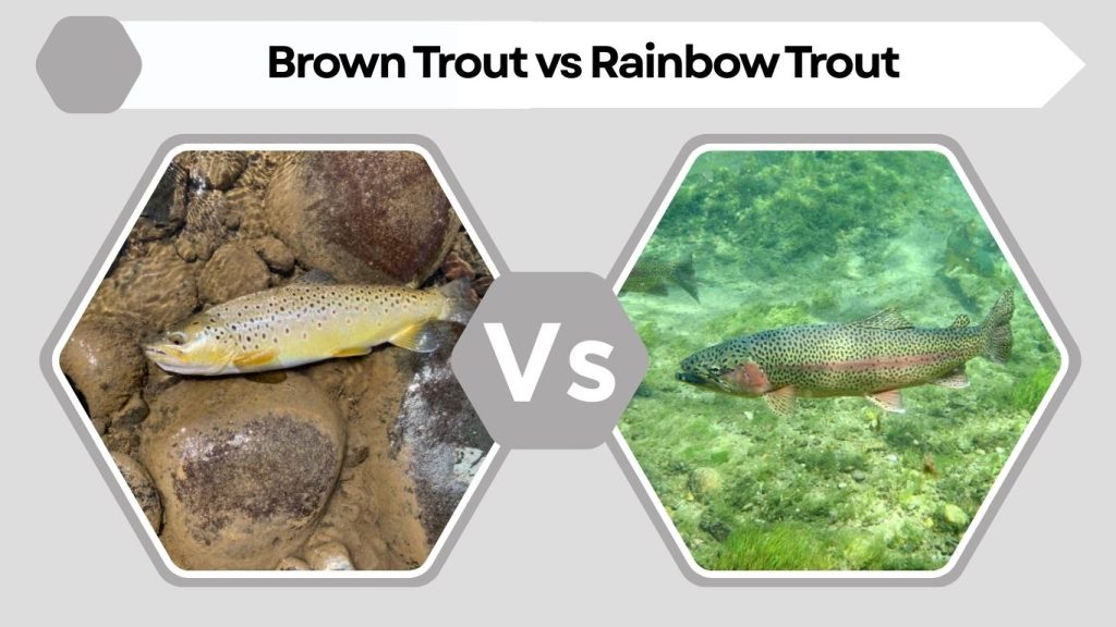 Brown Trout vs Rainbow Trout