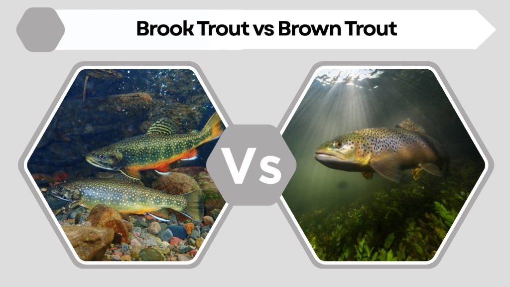Brook Trout vs Brown Trout