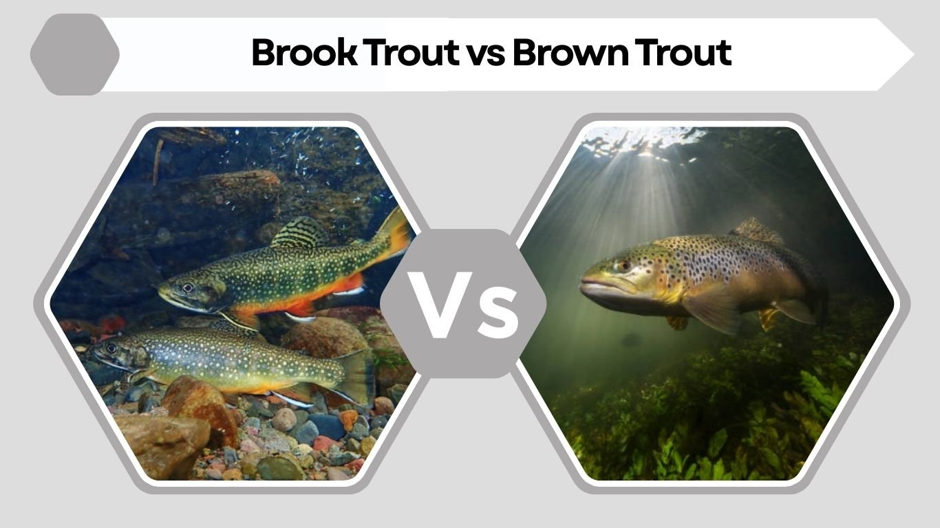 Brook Trout: Complete Guide to Habitat, Size & Diet