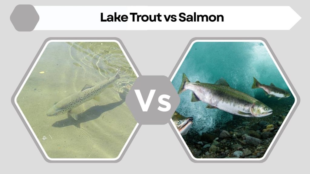 Lake Trout vs Salmon