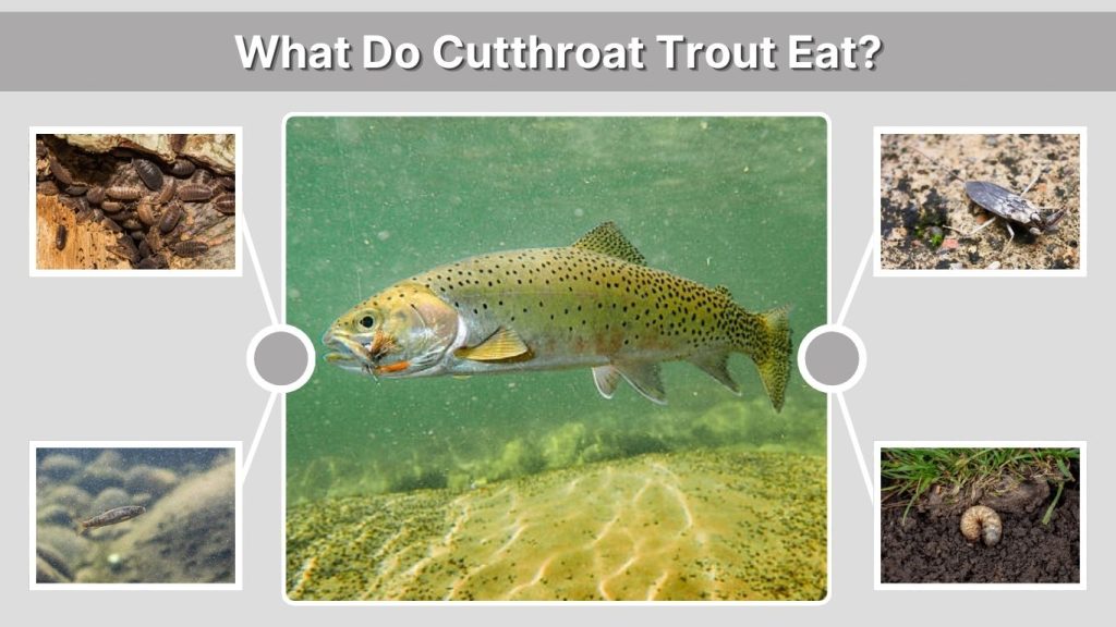 What Do Cutthroat Trout Eat?