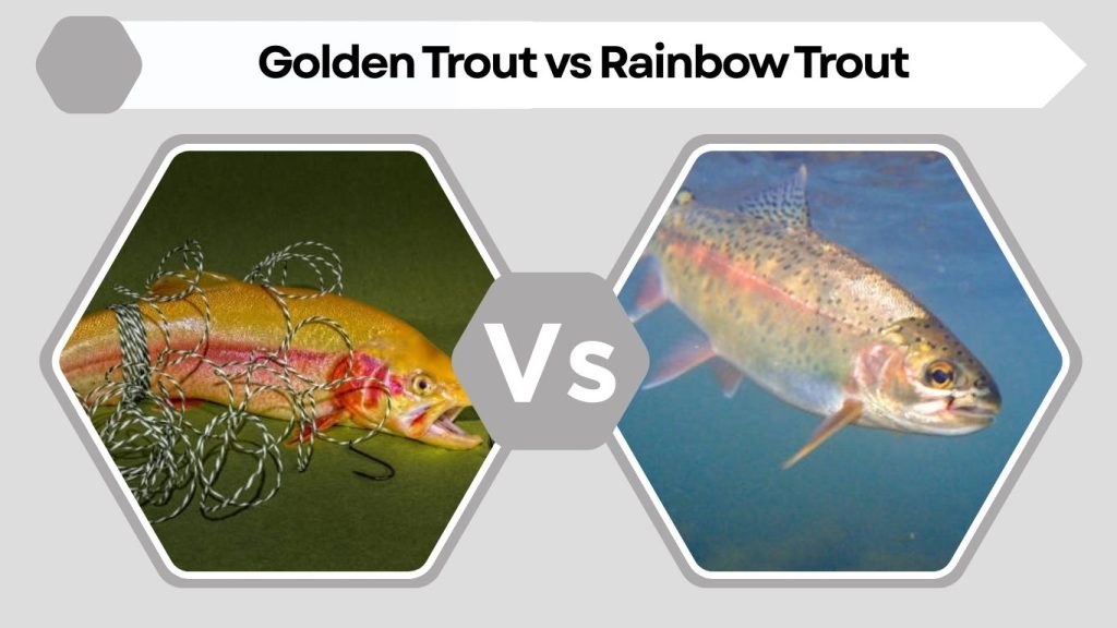Golden Trout vs Rainbow Trout