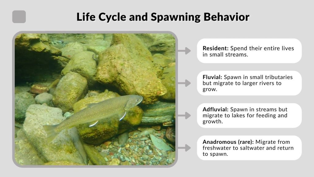 Life Cycle and Spawning Behavior
