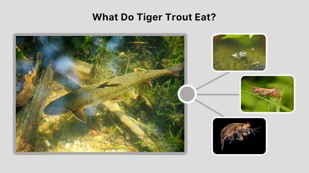 What Do Tiger Trout Eat?