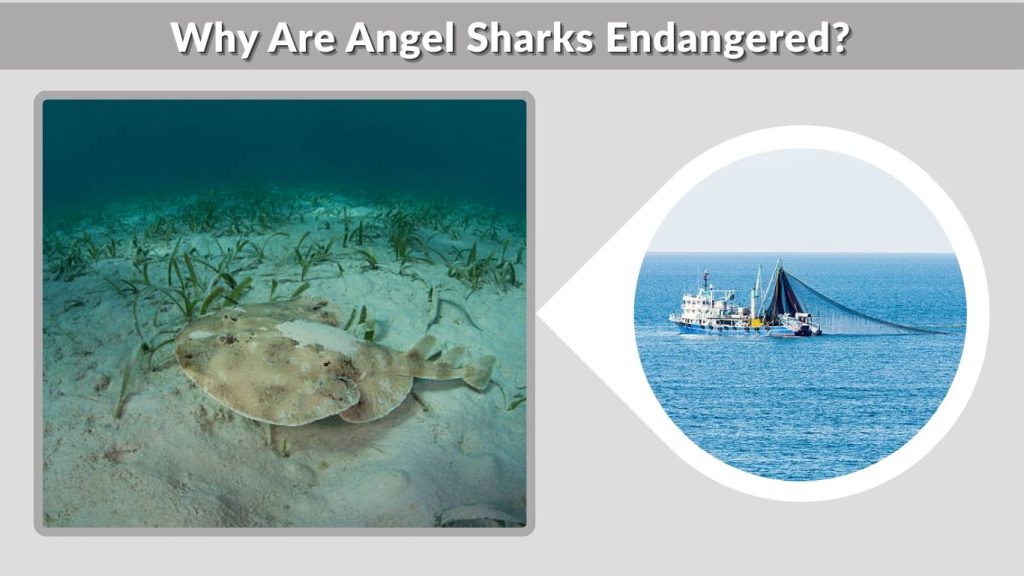 Why Are Angel Sharks Endangered?