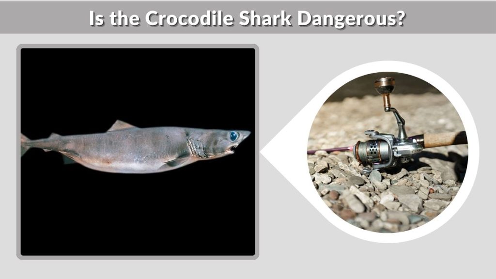 Is the Crocodile Shark Dangerous?