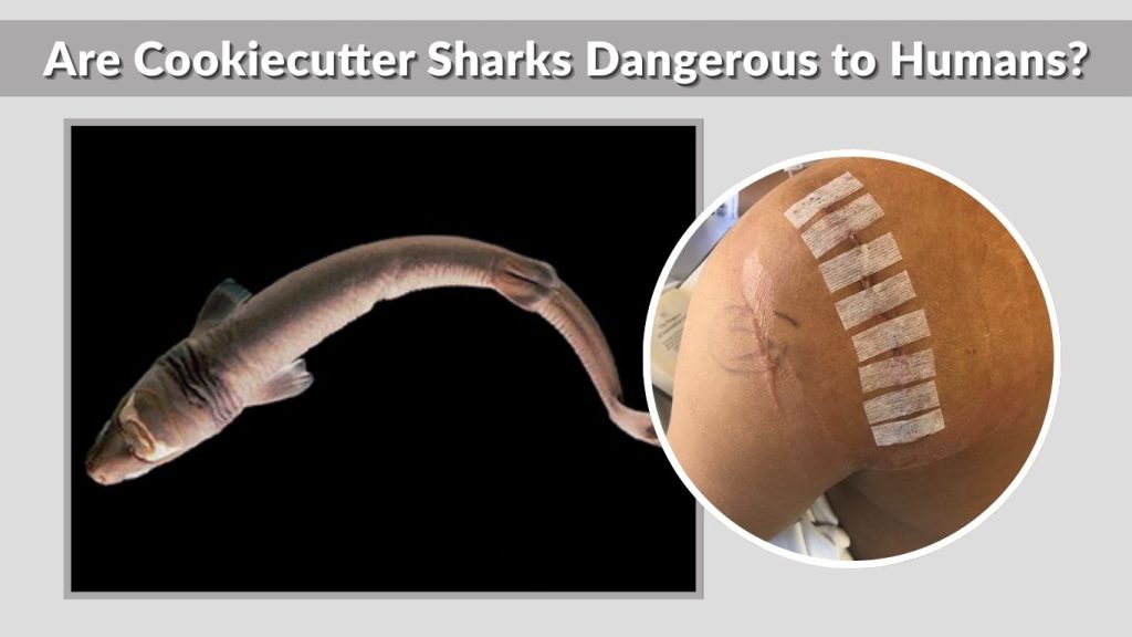 Are Cookiecutter Sharks Dangerous to Humans?