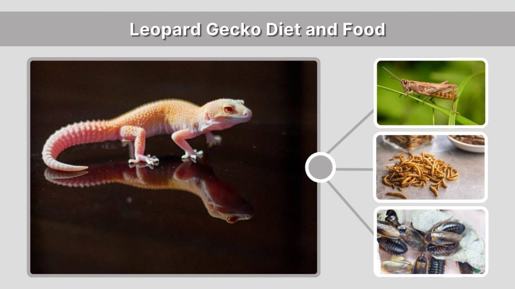 Leopard Gecko Diet and Food