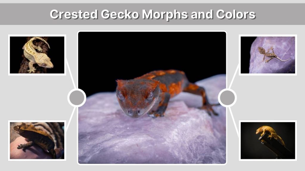Crested Gecko Morphs and Colors