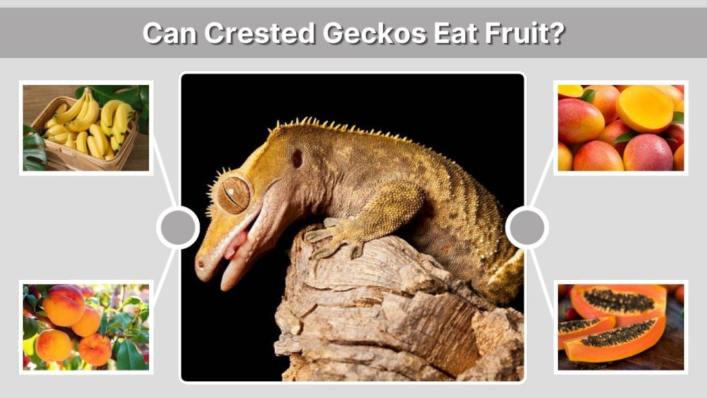 Can Crested Geckos Eat Fruit?