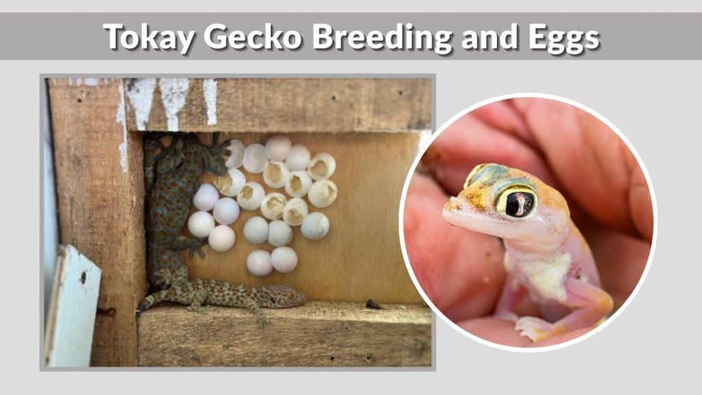 Tokay Gecko Breeding and Eggs