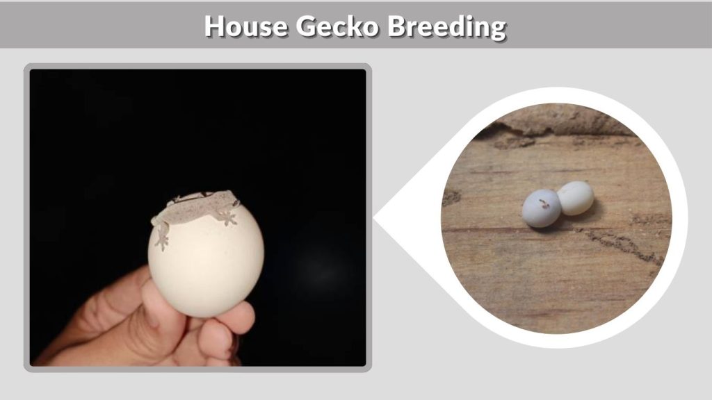 House Gecko Breeding