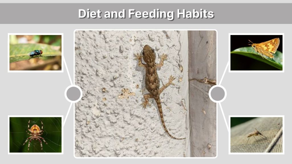 Diet and Feeding Habits