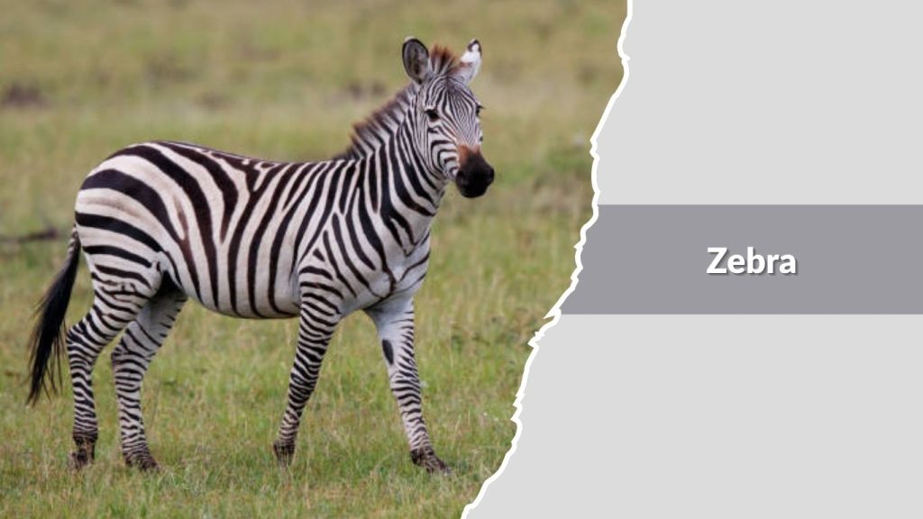 Zebra