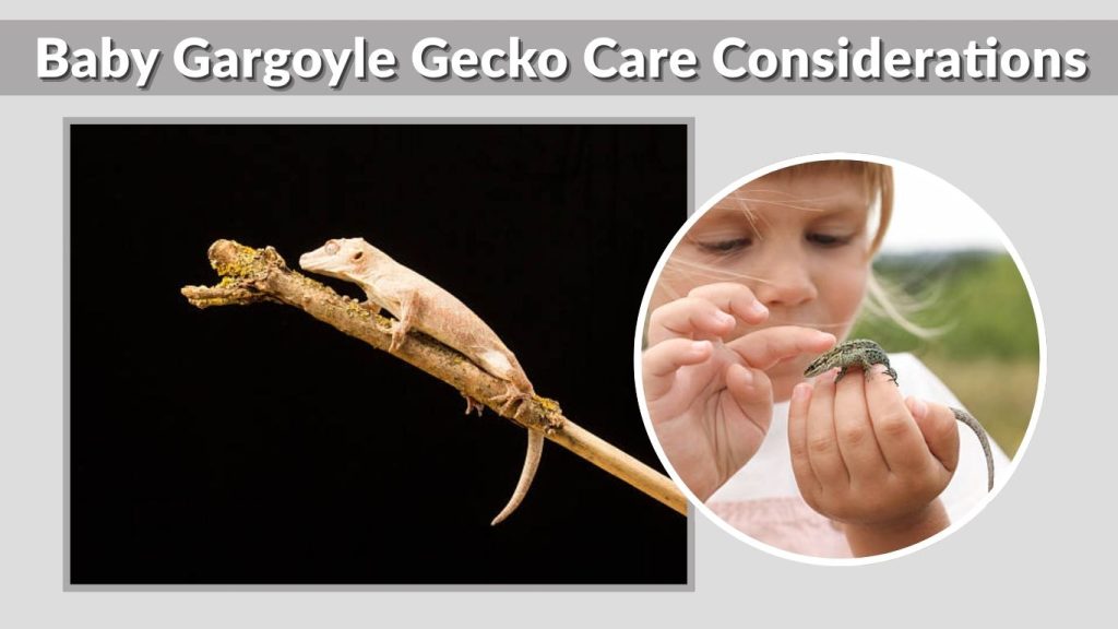 Baby Gargoyle Gecko Care Considerations