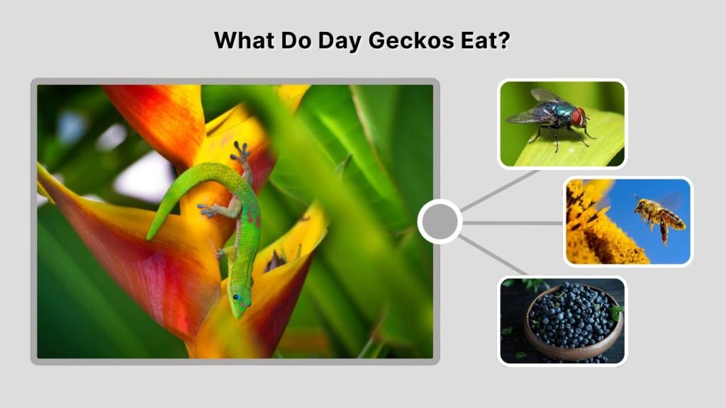 What Do Day Geckos Eat?