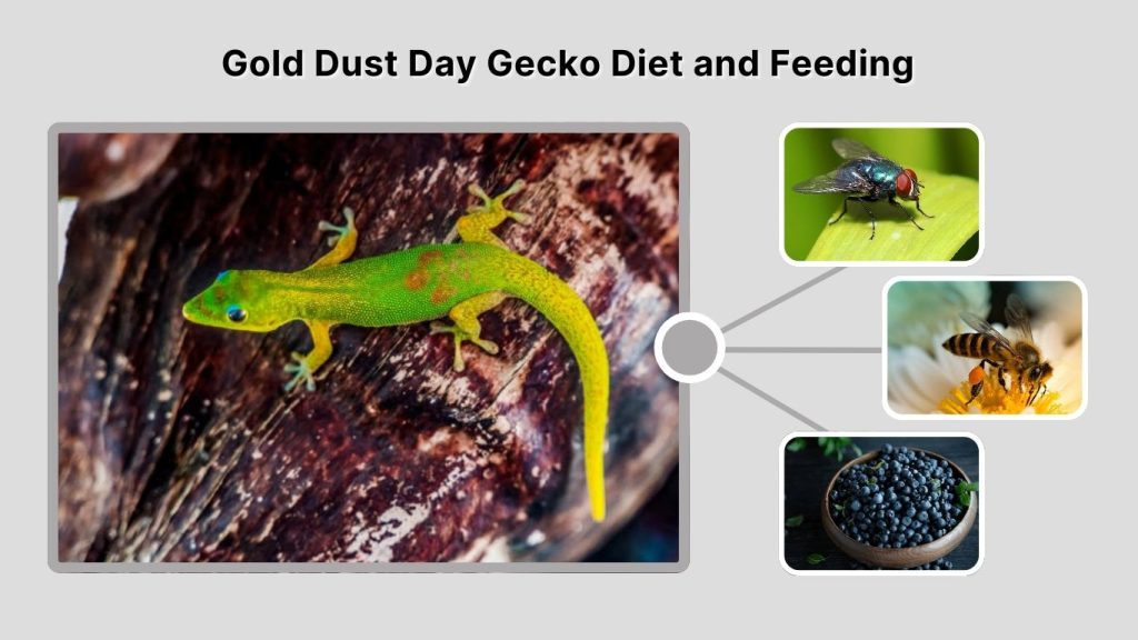 Gold Dust Day Gecko Diet and Feeding