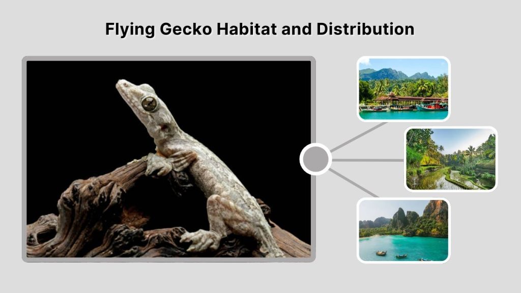 Flying Gecko Habitat and Distribution