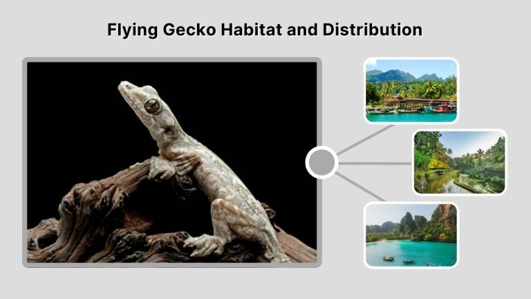 Flying Gecko: Facts, Habitat, and Gliding Secrets