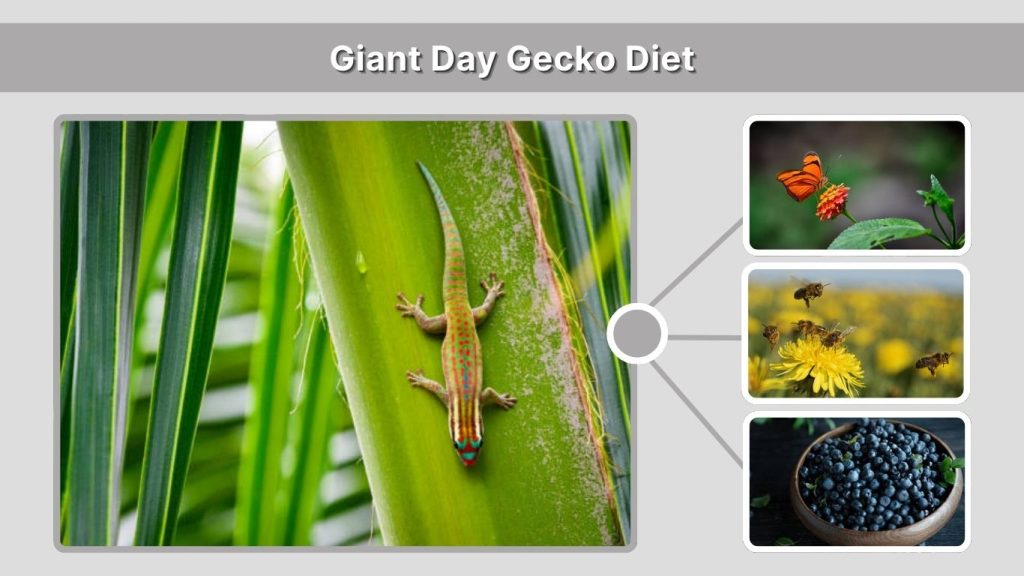 Giant Day Gecko Diet