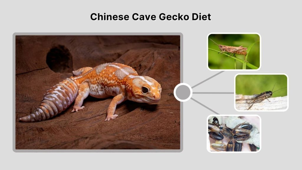 Chinese Cave Gecko Diet