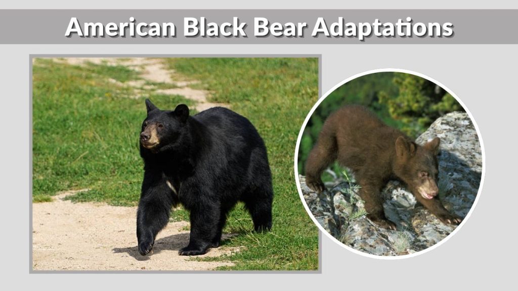 American Black Bear Adaptations
