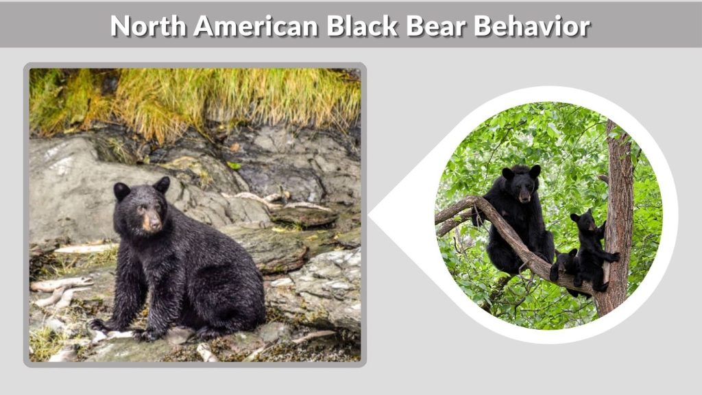 North American Black Bear Behavior