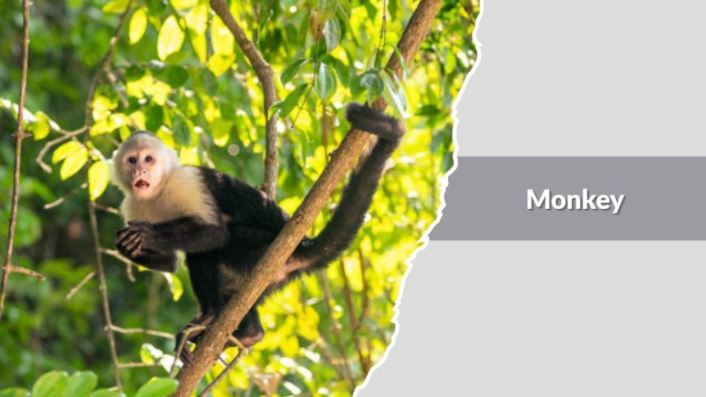 Monkey