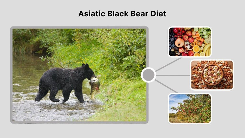 Asiatic Black Bear Diet