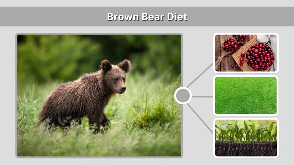 Brown Bear Diet