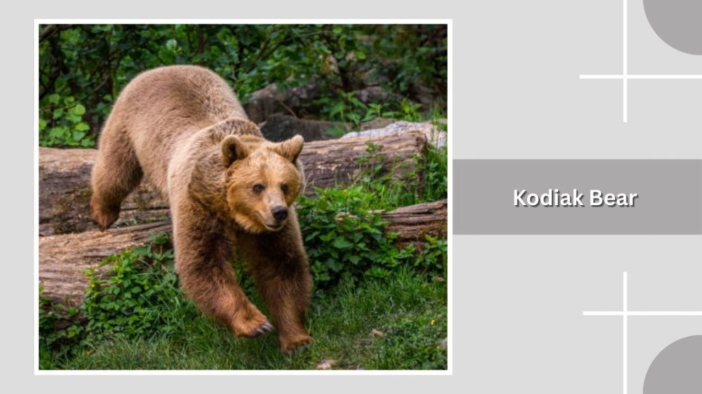 Kodiak Bear