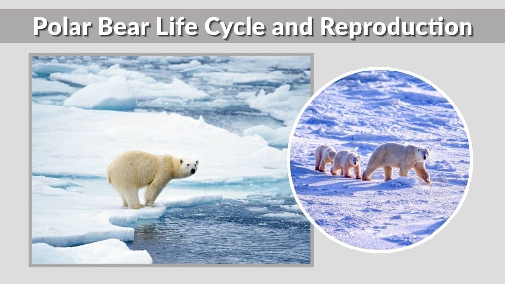 Polar Bear Life Cycle and Reproduction