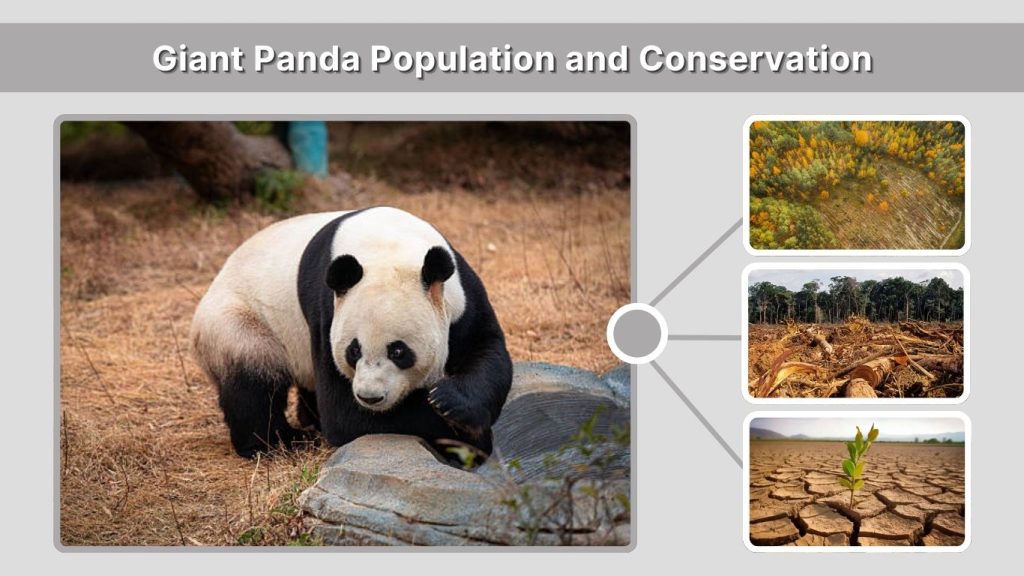 Giant Panda Population and Conservation