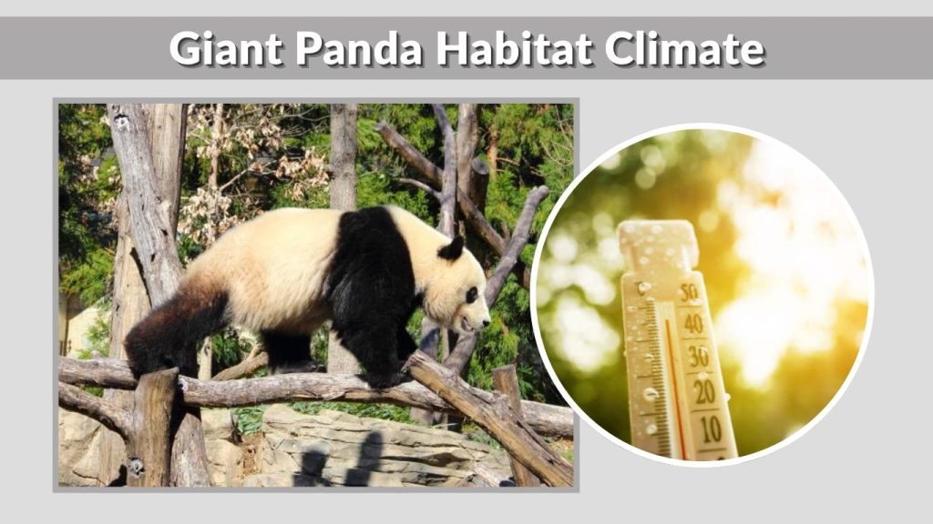 Giant Panda Habitat Climate