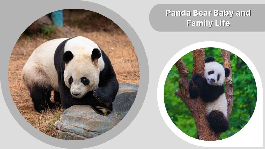 Panda Bear Baby and Family Life