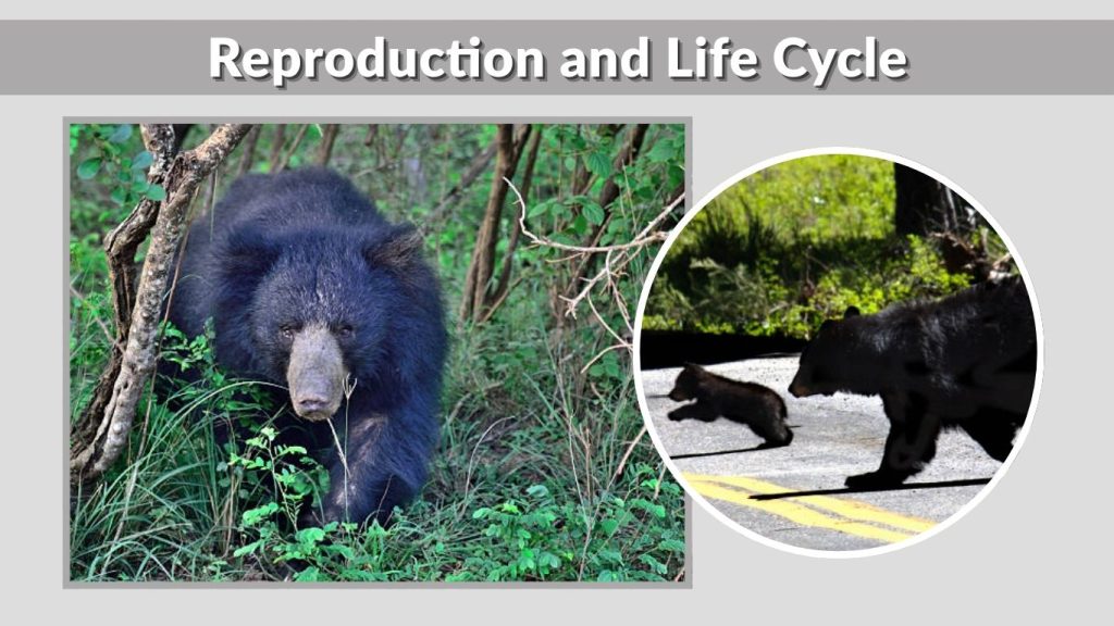 Reproduction and Life Cycle