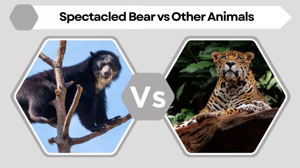 Spectacled Bear vs Other Animals