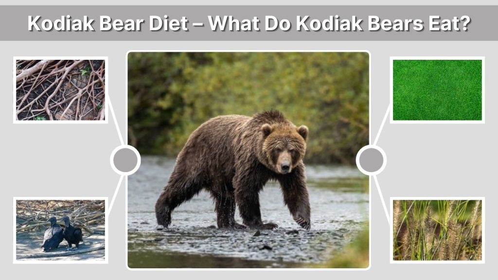 Kodiak Bear Diet – What Do Kodiak Bears Eat?