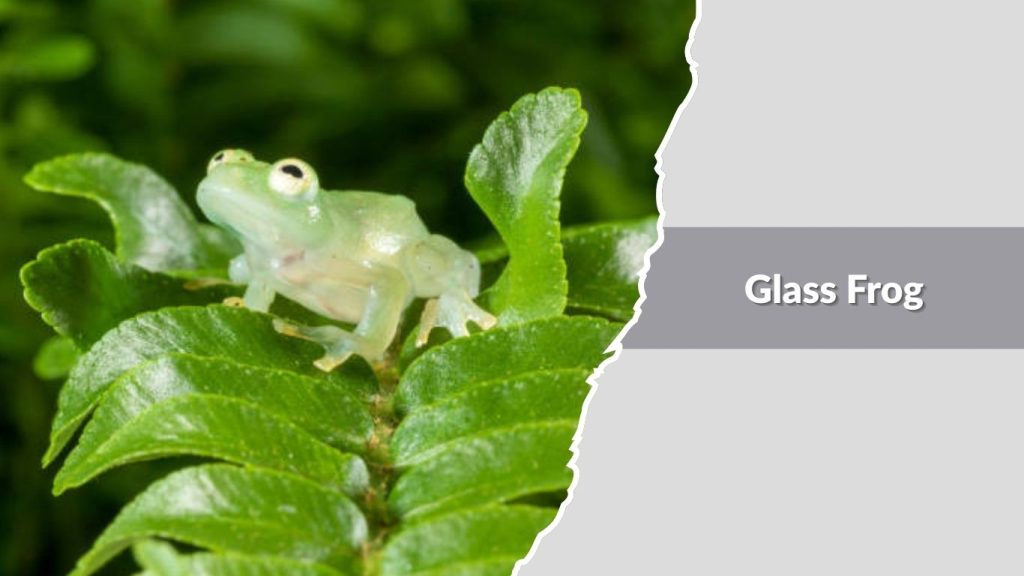 Glass Frog