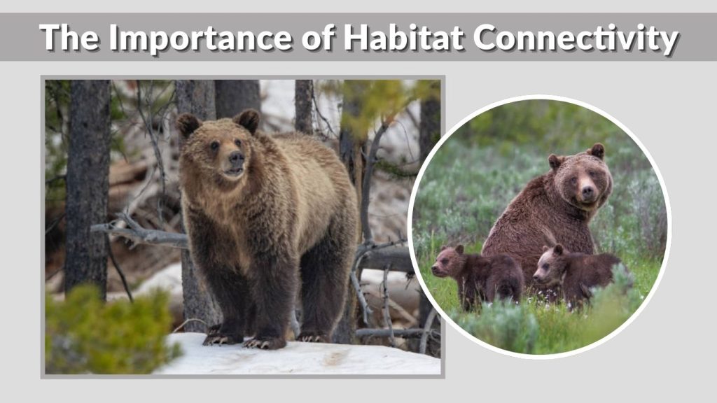 The Importance of Habitat Connectivity