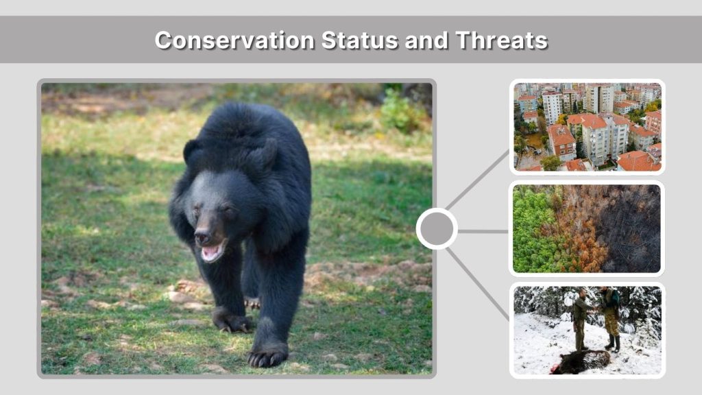 Conservation Status and Threats