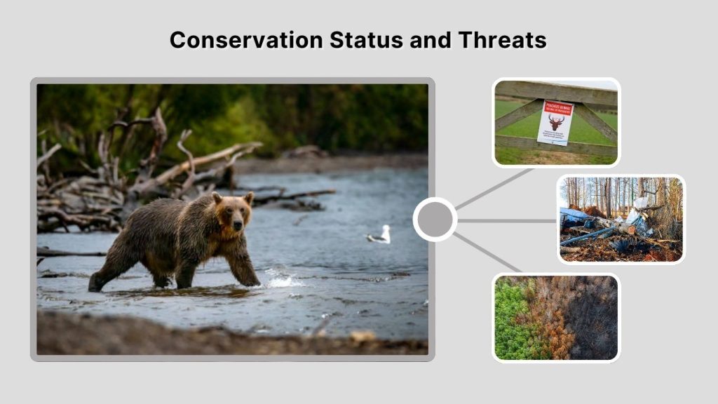 Conservation Status and Threats
