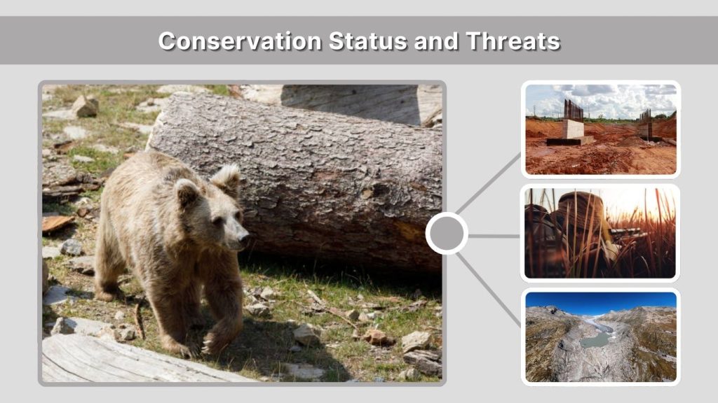 Conservation Status and Threats