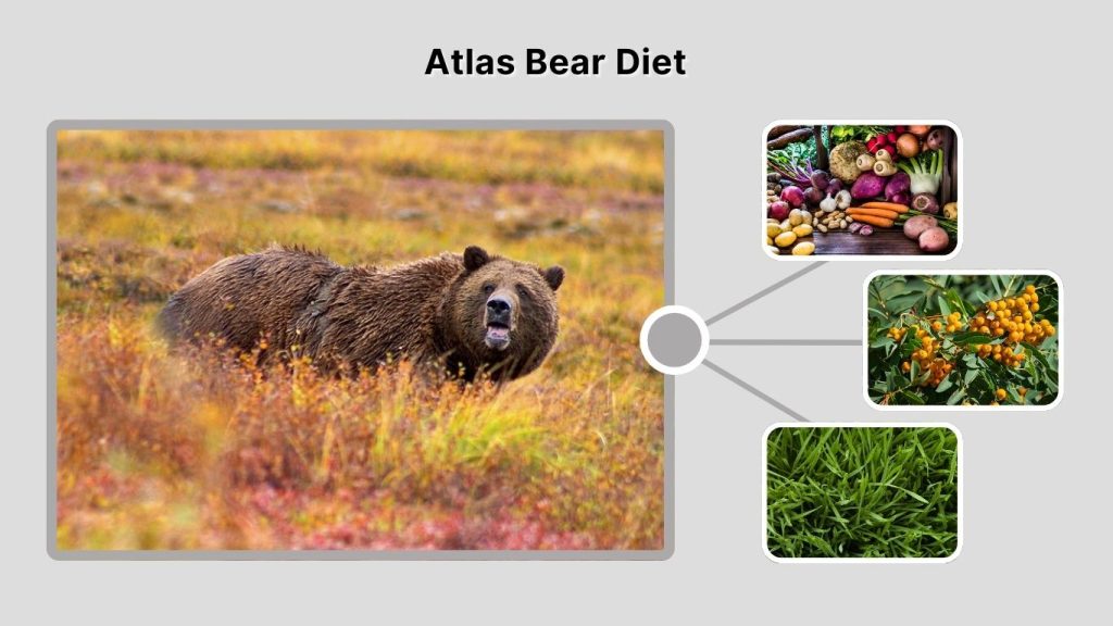 Atlas Bear Diet