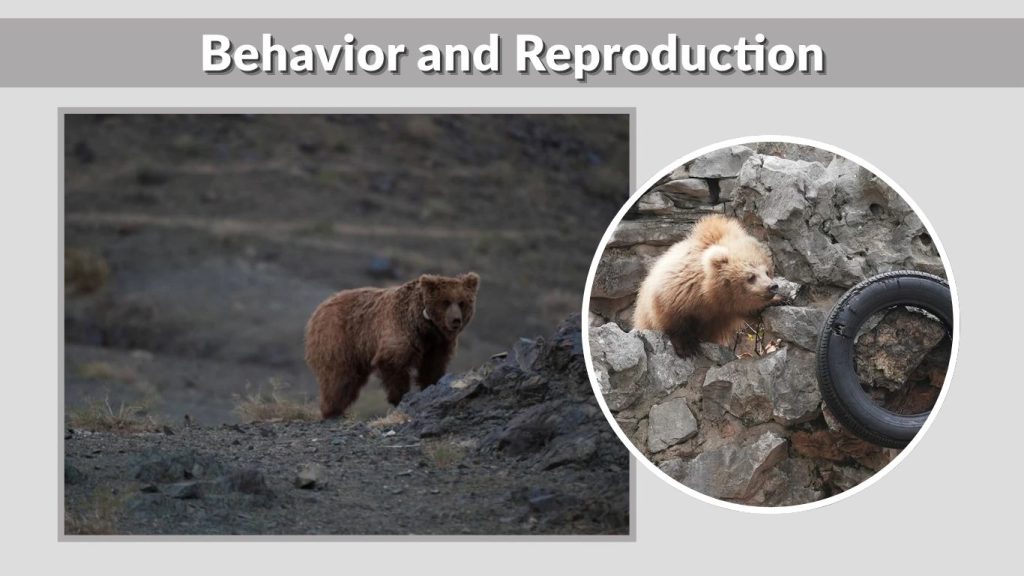 Behavior and Reproduction