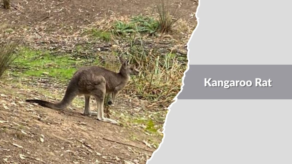 Kangaroo Rat