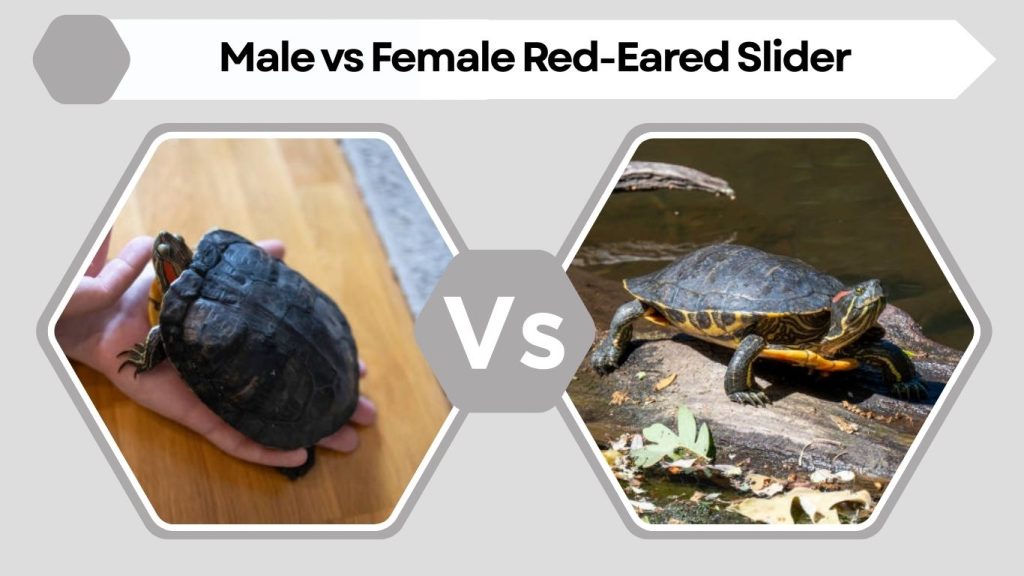 Male vs Female Red-Eared Slider
